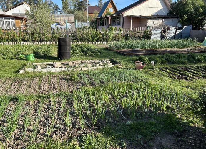 Кто победит: народные средства против муравьев или простая поваренная соль?