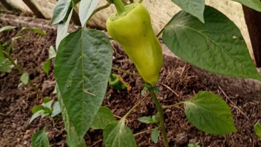 ������ ����� �������� ����� � �������� ��������: �������� �������