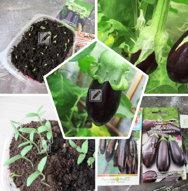 Как вырастить здоровую рассаду баклажанов: советы, которые помогут вам