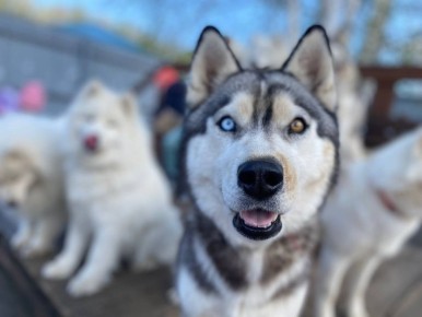 ����������� ����� �����������