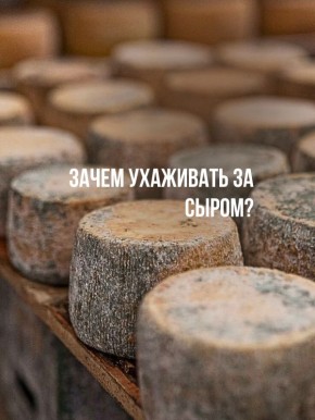 Искусство ухода за сыром: секреты идеального вызревания