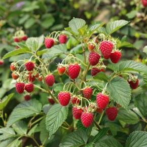 ������������ ��������� ������� ������: ���� � �������� ������