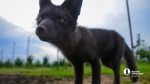 � ������ 2026 ���� � ����������� ������� ������������� 19 ������� ���������