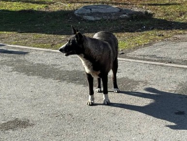 � �������� ������������ ����� ��������� �����