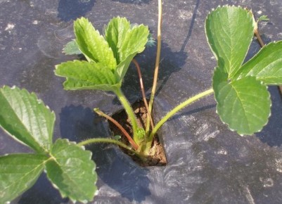 ��� �������� ���������� ������ ���������: ������� ���������� � ������� ������