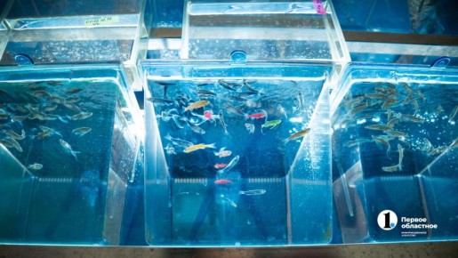 �������-������ �� ���������� ������� ��������� �� �������