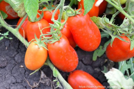 ��������� �������� ��� ������ ����: ����, � ������� ����� ������