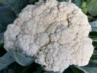 ������� ������ � ����������� ������� �������