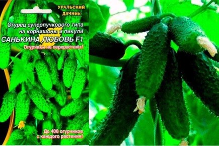 ������ �������� ������: ��������� ����� ��� ������ ������� � 2025 ����