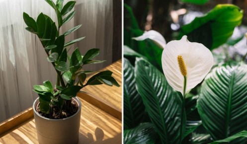 ����� �������� ��������: �������� ����� � ������� � ������ �����