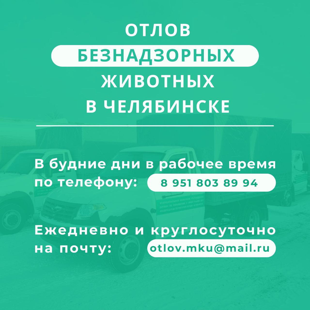 Принимать заявки на отлов собак в Челябинске начали через Мах