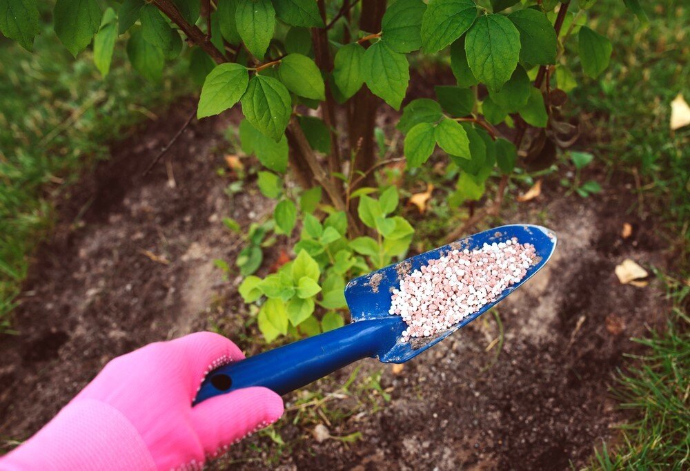 Осенняя подкормка сада: как подготовить растения к зиме эффективно и правильно