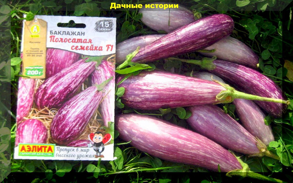 Полосатая магия: как необычные культуры могут украсить ваш огород в 2026 году