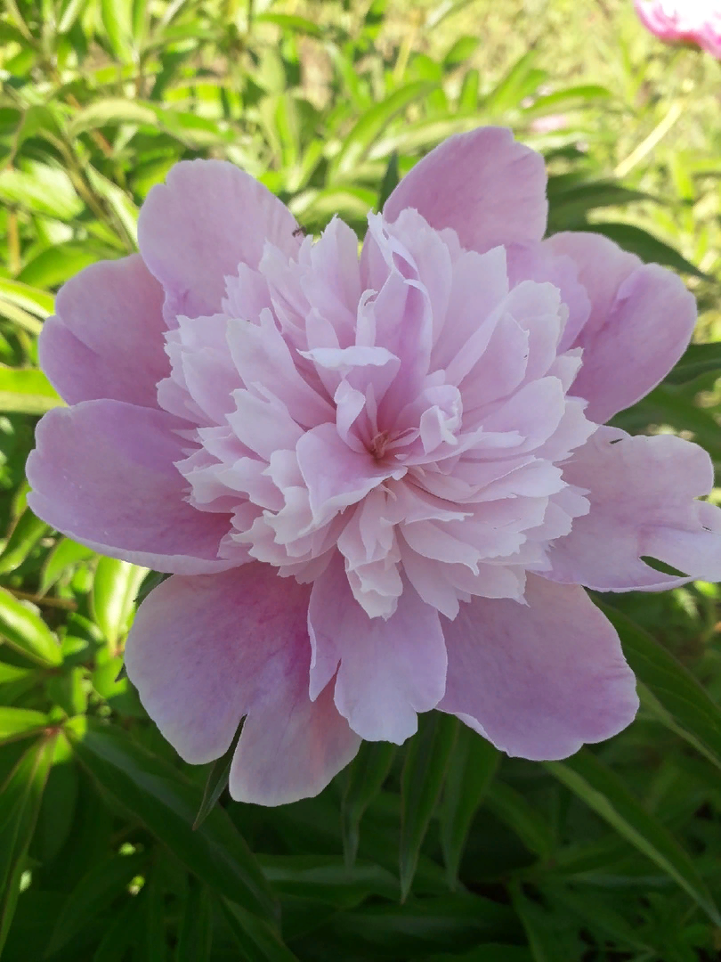 Как сохранить пионы до весны: секреты успешной подготовки к зиме