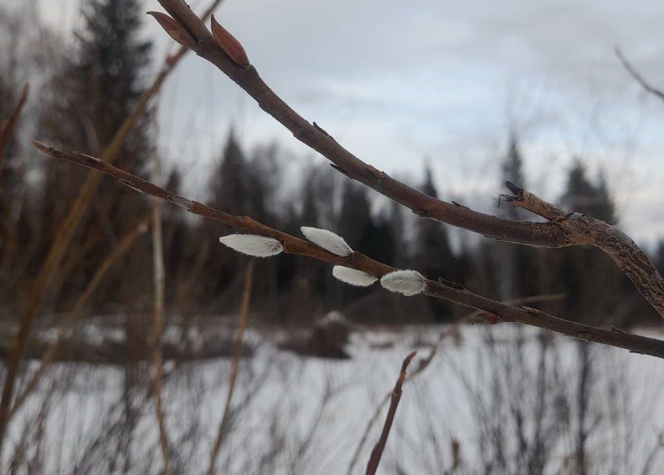 В нацпарке «Зигальга» уже распустилась верба