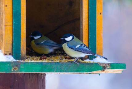 ������ ����, �����������!. ������� �����������, 16 �������