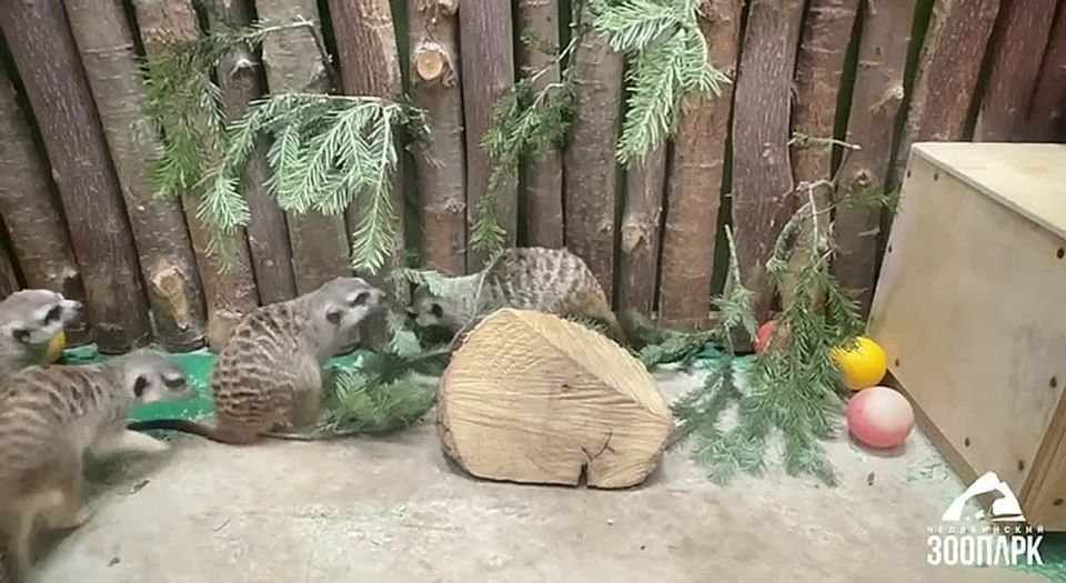 Челябинский зоопарк показал тайную жизнь сурикатов и мангустов