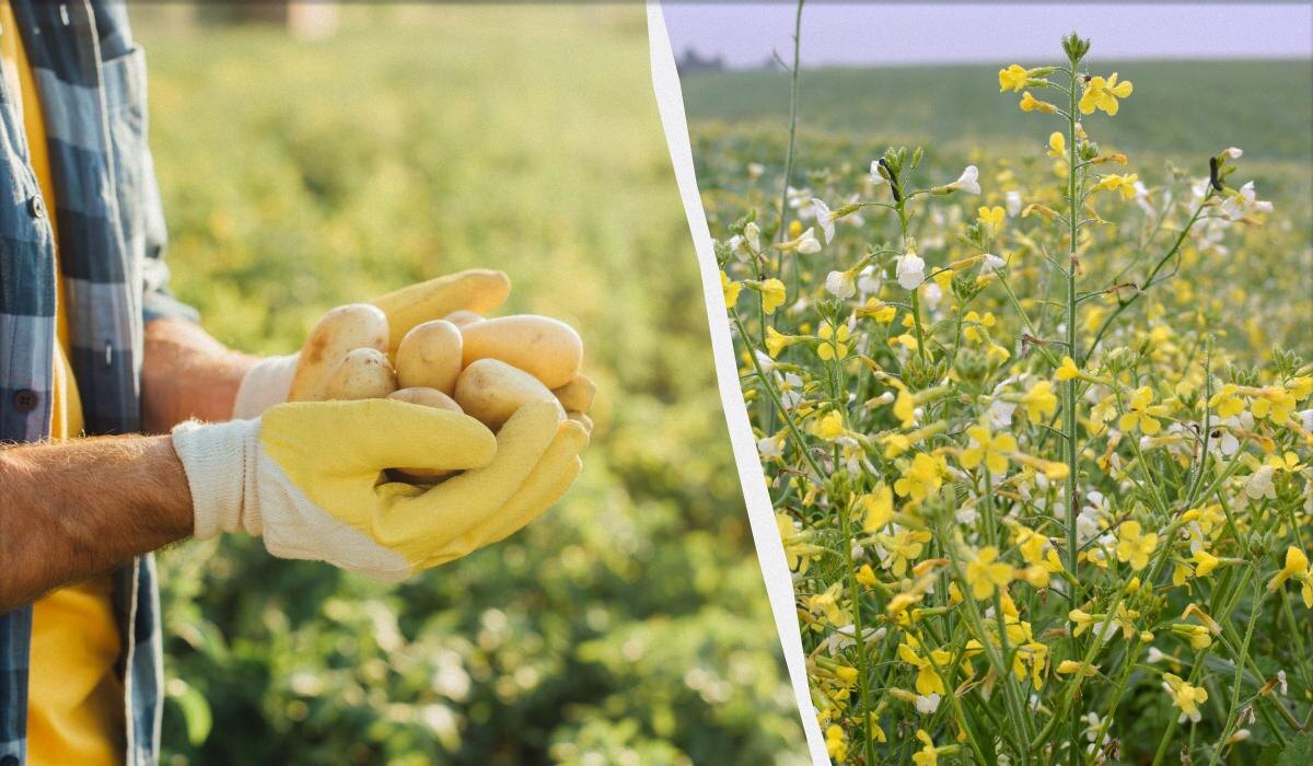 Что высадить после картофеля: секреты успешной грядки без навоза и сорняков