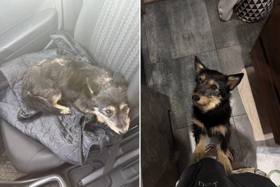 Металась между фур: челябинка спасла выброшенную на трассе М-5 собаку