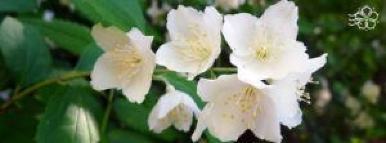 ��� ������� ��� ��� ����������: ������ � ������� ��� �������