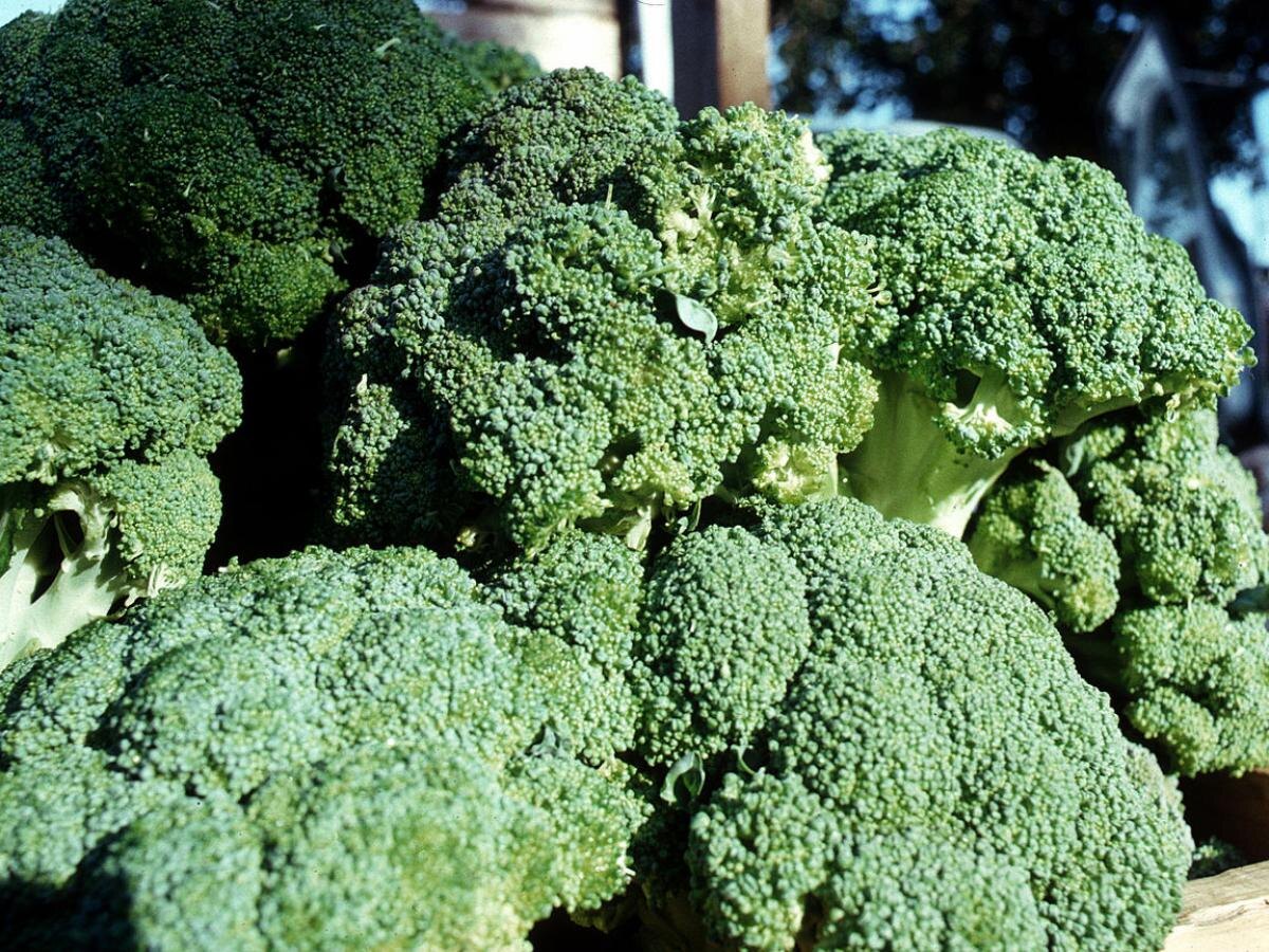 Как правильно подобрать место для брокколи: секреты успешного урожая