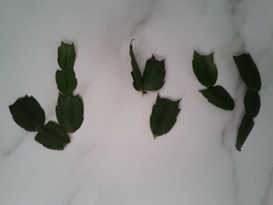 ��� ���� ������� �� ���� ������� ���������� ��������� �����������