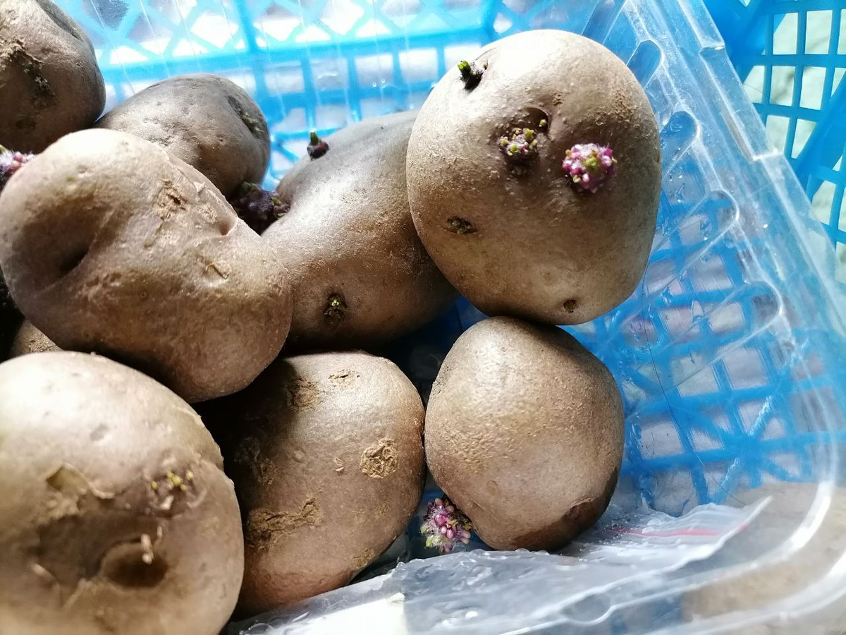 Секреты успешной посадки картошки в Сибири: когда и какие сорта выбрать?