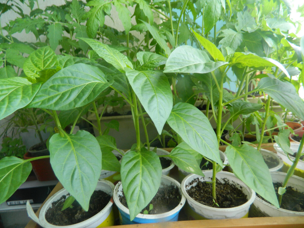 Март – время для посева семян: что стоит знать огородникам