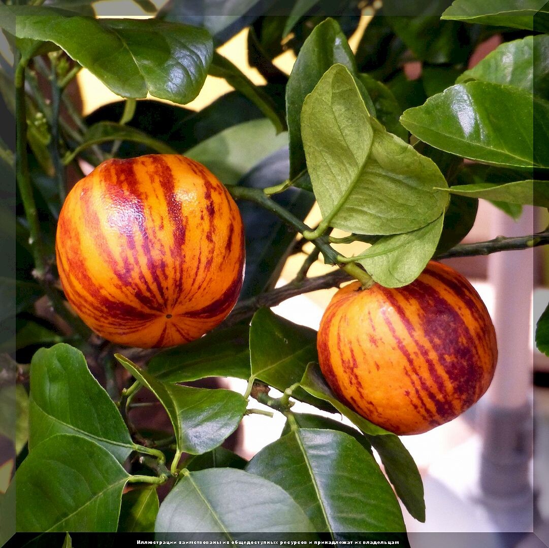 Советы для дачников: ответы на актуальные вопросы сезона