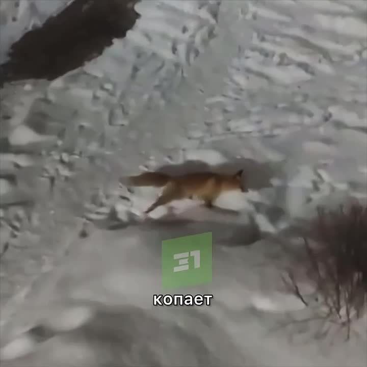 ������ ��� ���� ��� ������� �� ��������