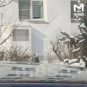 Собаку, из-за которой "Додо пиццу" захейтили в соцсетях, пытаются отловить и отправить в челябинский приют для бездомных животных