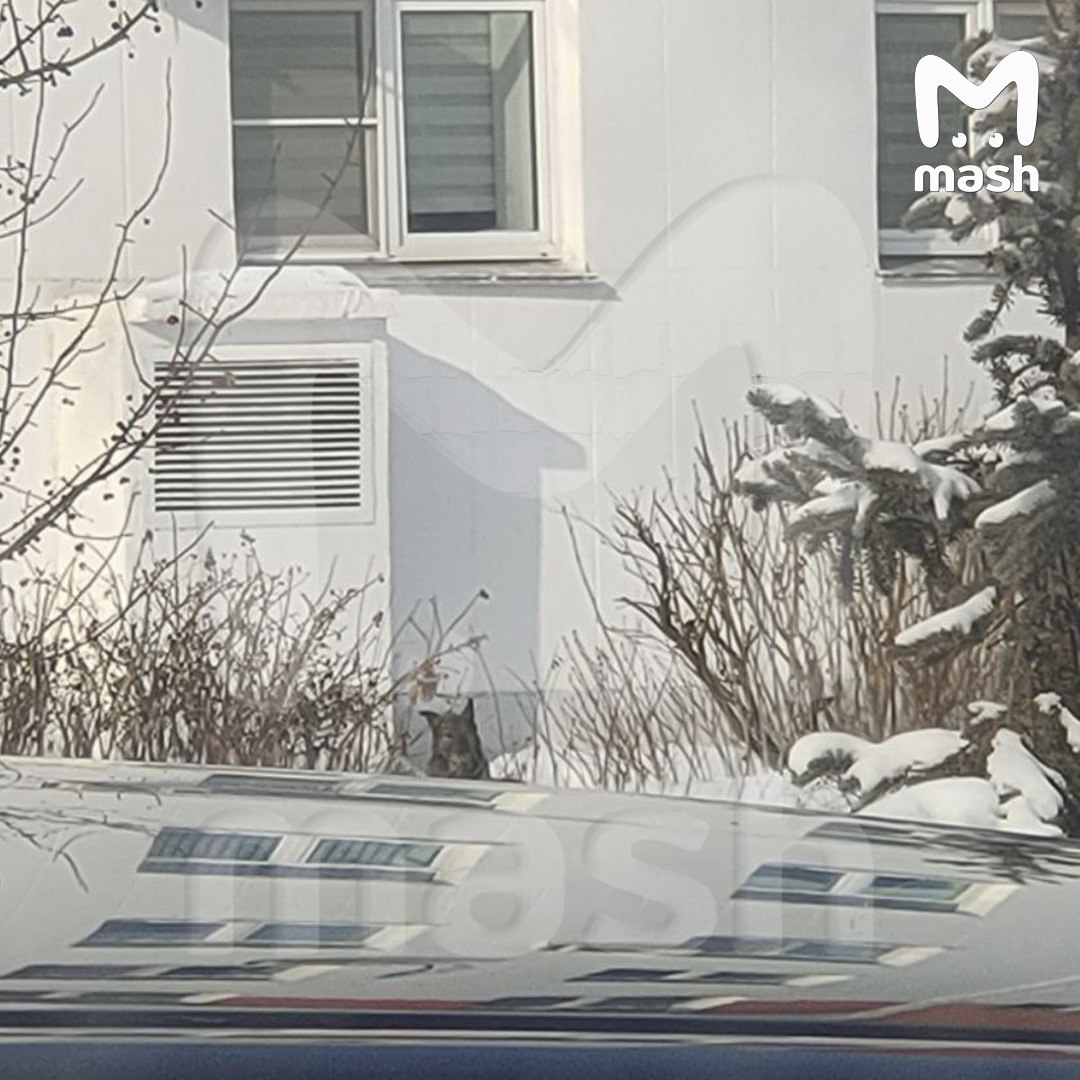 Собаку, из-за которой "Додо пиццу" захейтили в соцсетях, пытаются отловить и отправить в челябинский приют для бездомных животных