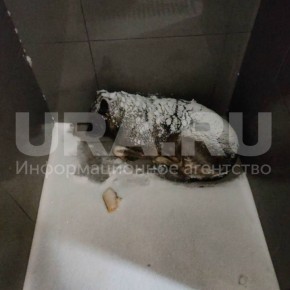 Курьер, укрывший дворняжку одеялом, потерял работу