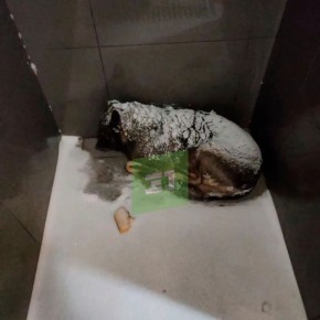 Собаку, которая ночевала у пиццерии, забрали в приют