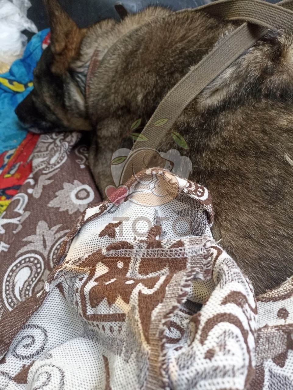 Собаку, которая ночевала у пиццерии, забрали в приют Собаку, которая ночевала у пиццерии, забрали в приют