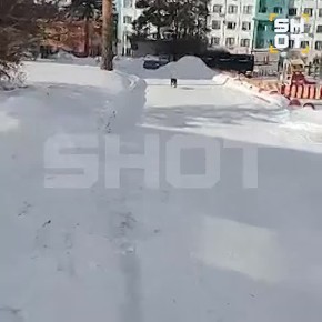 Додобоню из Челябинска отправят в местный приют для бездомных животных