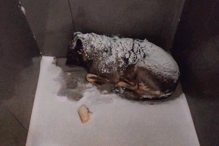 Марина Ахмедова: В Челябинске уволили курьера пиццерии за то, что накрыл одеялом замерзающую собаку