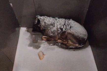 Марина Ахмедова: В Челябинске уволили курьера пиццерии за то, что накрыл одеялом замерзающую собаку