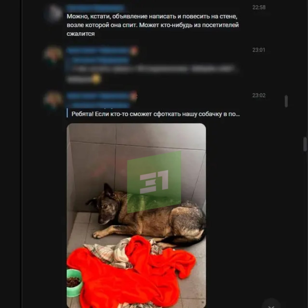 Собаку, которая ночевала у пиццерии, забрали в приют Собаку, которая ночевала у пиццерии, забрали в приют