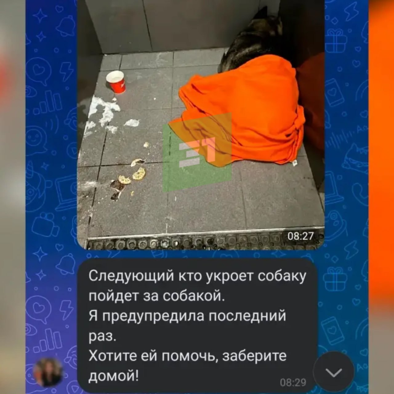 Собаку, которая ночевала у пиццерии, забрали в приют Собаку, которая ночевала у пиццерии, забрали в приют