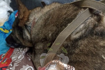 �� ����� ��������� ���������: ������ ��������, ������� ������� �� ����������� ��������, ����� �����