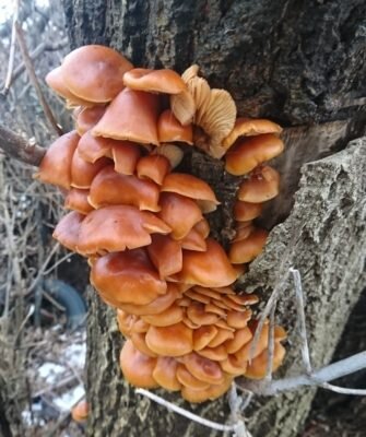 Зимние опята: Как вырастить вкусное угощение в домашних условиях