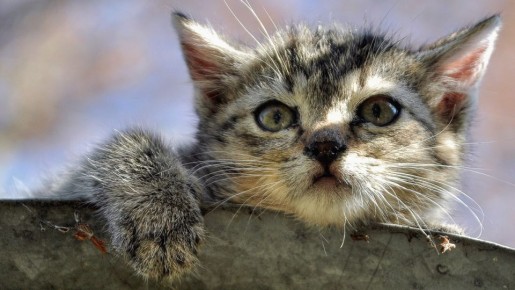 В Челябинской области школьников научат правильно помогать бездомным животным