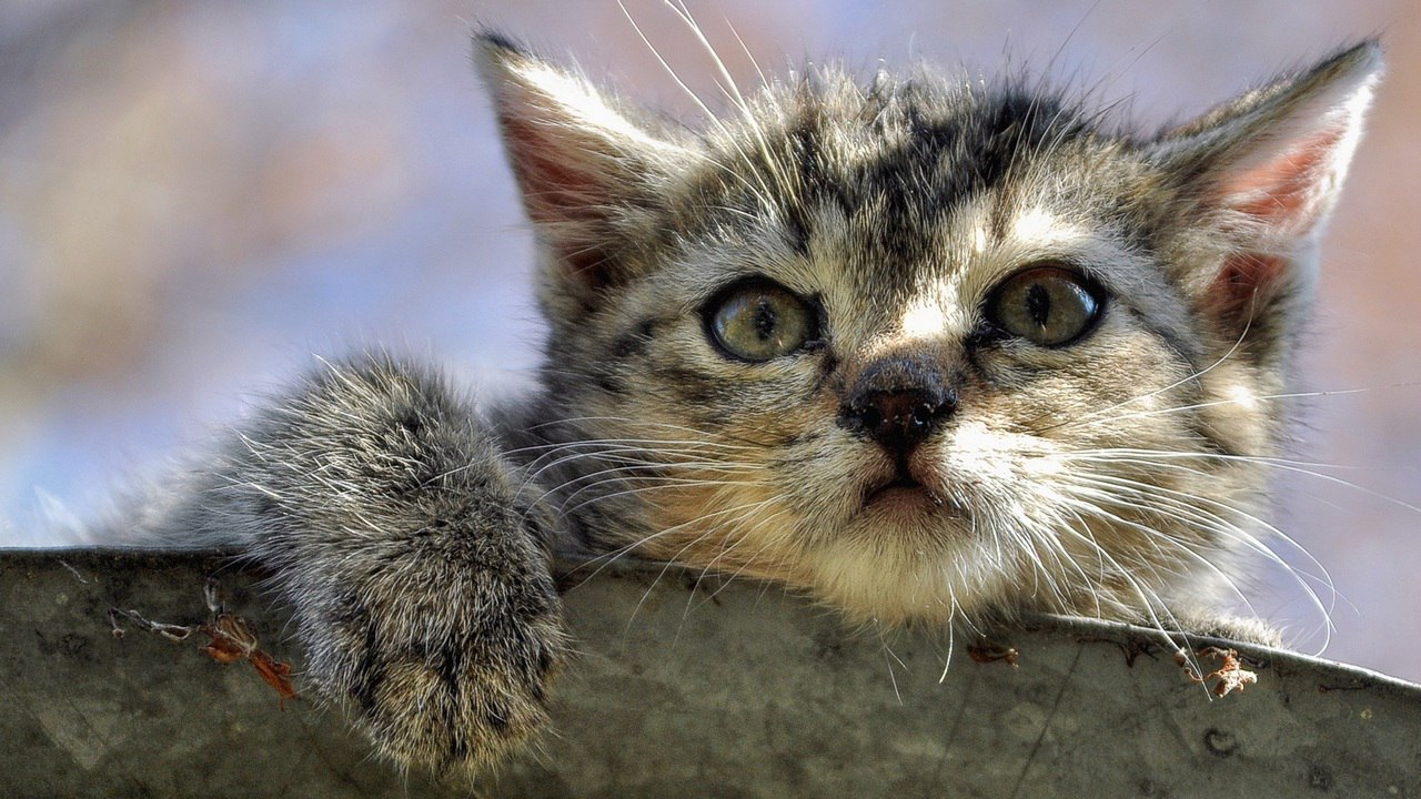В Челябинской области школьников научат правильно помогать бездомным животным
