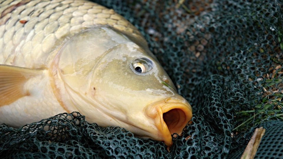 � ����������� ������� ������� ���� �� ������� ������