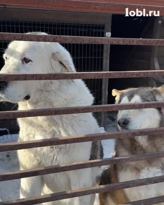 ������ ��� �� ������: � ����������� ������ ������ � ��������� ����� 300 �����