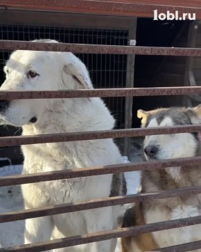 ������ ��� �� ������: � ����������� ������ ������ � ��������� ����� 300 �����