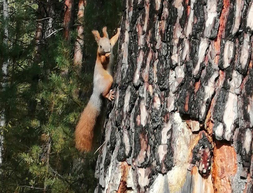 ������ �������� �� ������: ������������ � ���������� �������