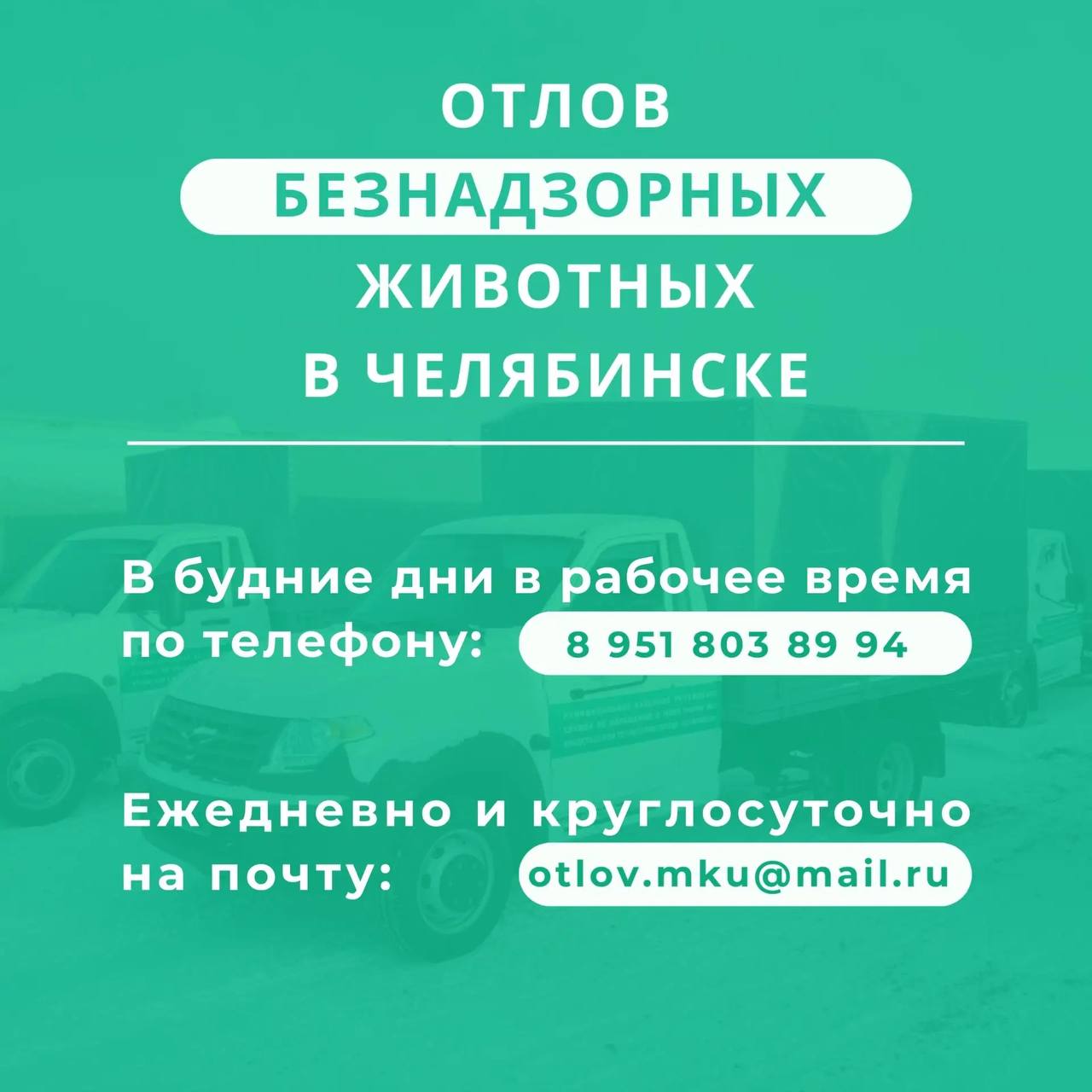 Безопасность и порядок: муниципальная служба продолжает отлов бездомных собак