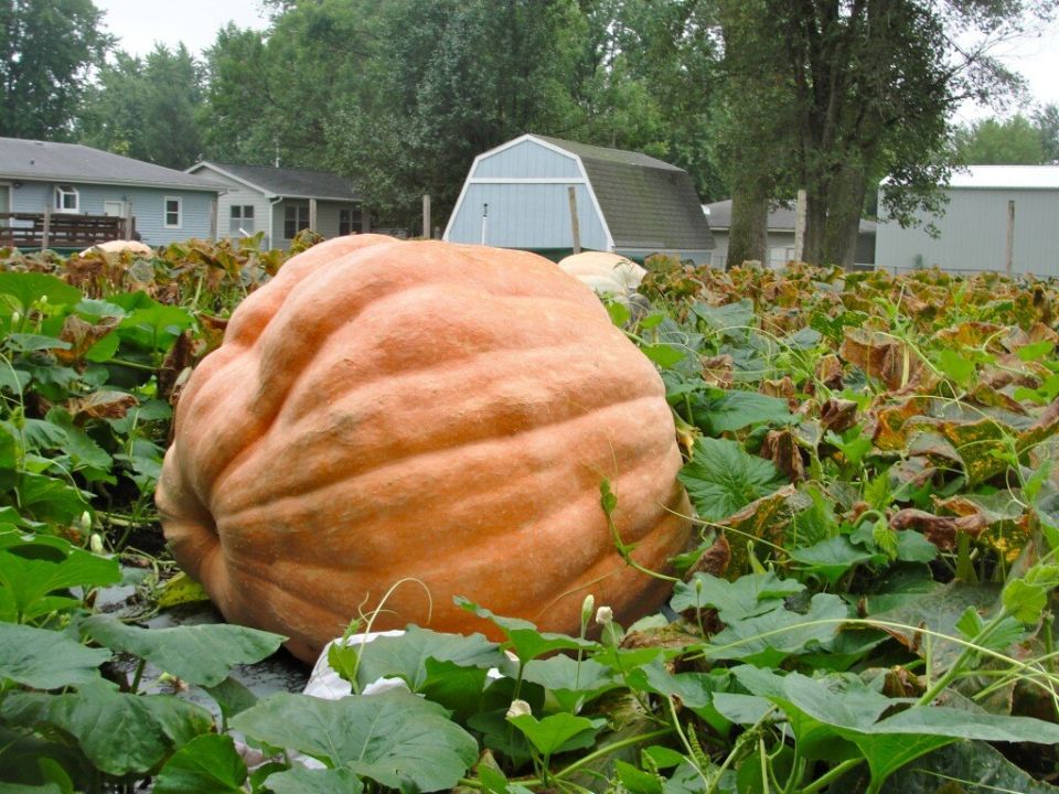 ������������ �����: �������� �������